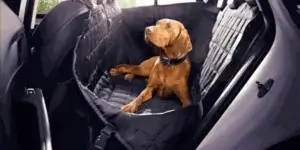 A brown dog sitting on a black protective cover in the backseat of a car. The cover has sidewalls and a hammock to prevent the dog from moving around. The dog appears to be a Vizsla breed.